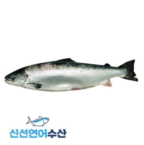 신선 생연어 원물(홀) 6.5kg[2미 이하 구매](1k단가 17,600원)