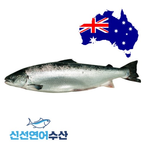 호주 생연어 원물(홀) 6.5kg[3미 이상 구매](1kg단가 21,600원)