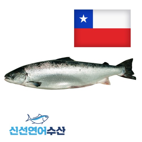 칠레산 생연어 원물(홀) 6.5kg[3미 이상 구매](1kg단가 15,700원)