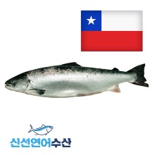 칠레산 생연어 원물(홀) 6.5kg[2미 이하 구매](1kg단가 22,100원)